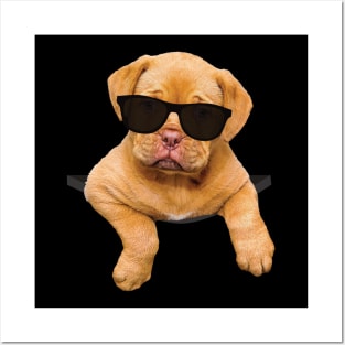 Cool Cute Puppy Dog In A Pocket Posters and Art